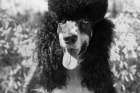 Parti poodle Art Print